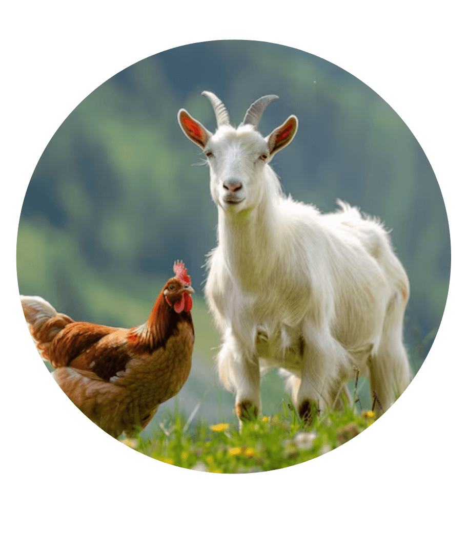About Greenhill Meat Trading
